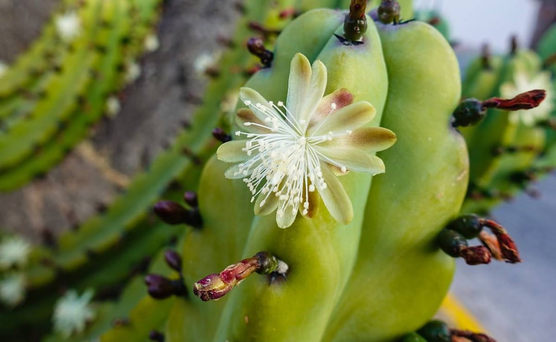 Flor: Lucy Nieto / Flickr