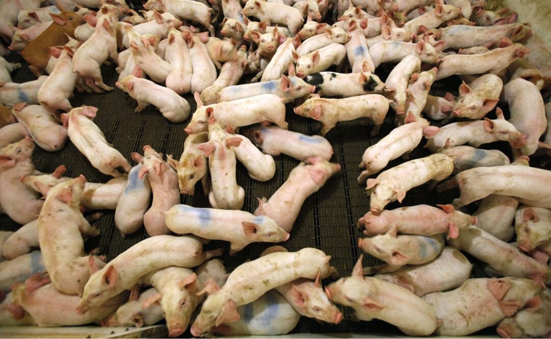 The Brazilian Association of Animal Protein of Brazil (ABPA) wants to take advantage of the vacuum that the American product can leave in Mexico - Photo: Charlie Neibergall/AP