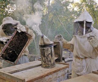A través de las abejas, alertan sobre deterioro ambiental