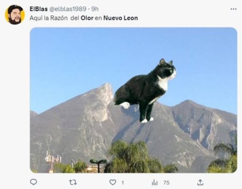 Mal olor en Nuevo León desata memes contra gatos, pero ¿qué lo provocó?