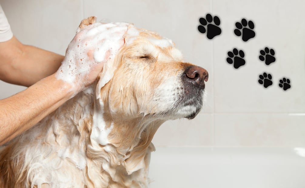 La clave de un buen baño canino consiste en equilibrar la limpieza con la protección de su pelaje y piel. Foto: Canva