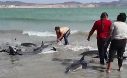 Localizan decenas de delfines varados en playa de Sonora