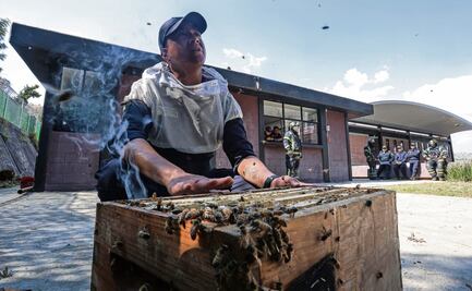 Rescatan a abejas para apicultura chilanga en Milpa Alta