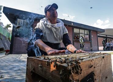 Rescatan a abejas para apicultura chilanga en Milpa Alta