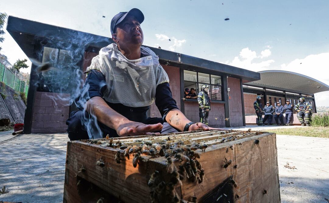 El bombero explicó que para lograr que los insectos de colmenas urbanas puedan ser usadas en la apicultura en el suelo de conservación, hay un cambio de abeja reina, de una africanizada a una europea. Foto: Gabriel Pano / EL UNIVERSAL