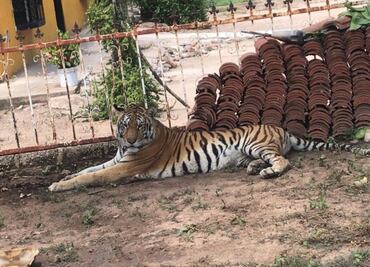 Trasladan a "Tita", tigresa rescatada en operativo en Sinaloa; es llevada al santuario natural Ostokla