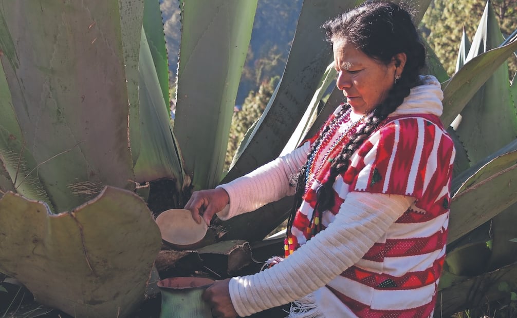 Desde pequeña, Catalina aprendió a sembrar y raspar los magueyes pulqueros, además de producir y comercializar el pulque. Foto: Juana García