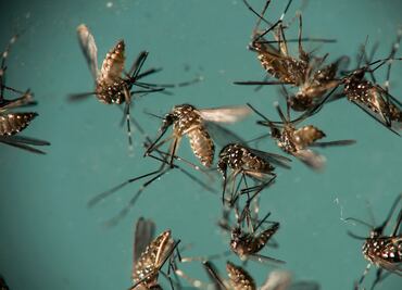 Identifican nueva cepa de zika; puede causar otra epidemia en Brasil