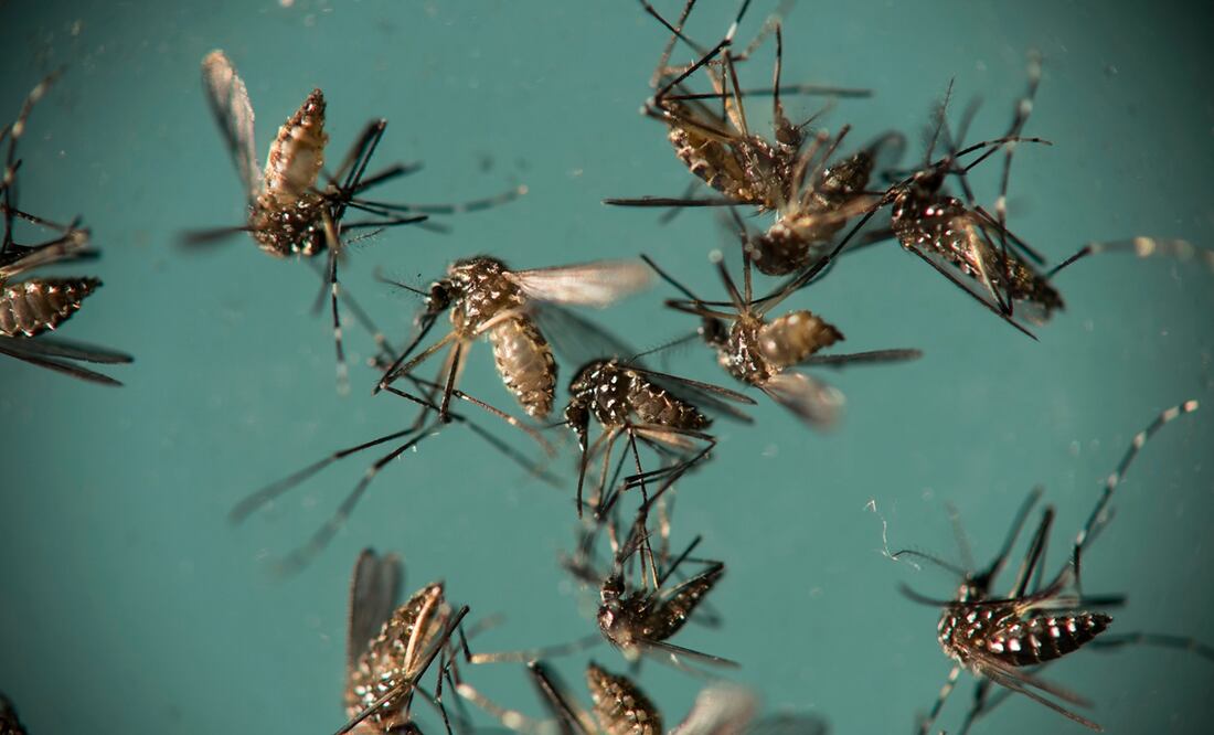Imagen donde se observan mosquitos Aedes aegypti, responsables de propagar el zika. Foto: AP/Felipe Dana, Archivo