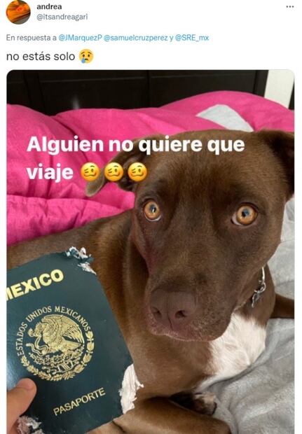 Perrita Simona se come pasaporte y usuarios de Twitter denuncian al Cártel de Solovino