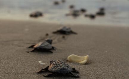 Tamaulipas registra primera anidación de tortuga lora de la temporada 2026; autoridades llaman a respetar las zonas  