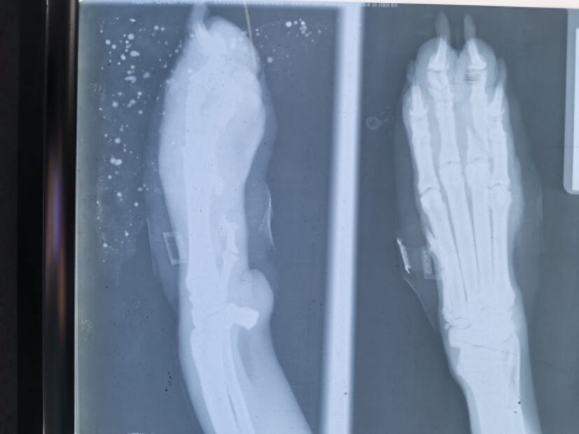 Disparan a perro en Ecatepec; es atendido de emergencia por dos heridas