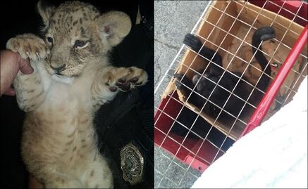 Rescatan en Tepito a mono araña y a cachorro de tigre