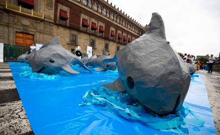 Piden con firmas salvar a vaquita marina