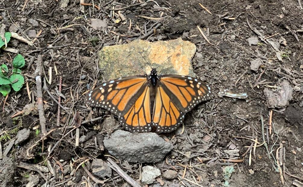 Los dos santuarios que no tuvieron llegada de la mariposa son Piedra Herrada y El Capulín, ubicados en Donato Guerra y Temascaltepec. Foto Claudia González.