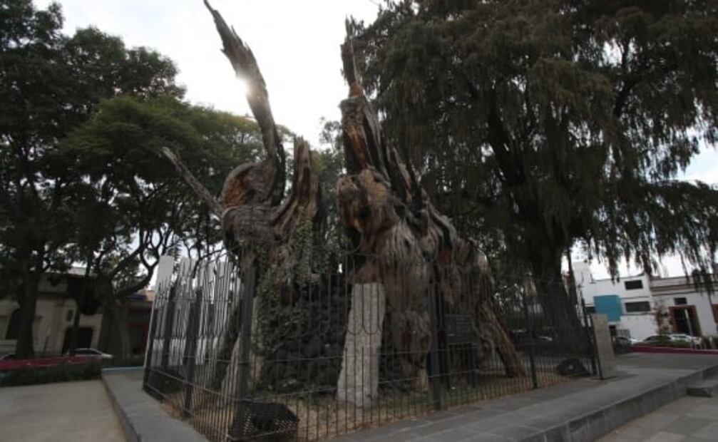 La leyenda del árbol de la Noche Triste a 40 años de su incendio