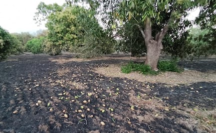 Frente frío 26 deja pérdidas millonarias a productores de mango del Istmo de Oaxaca