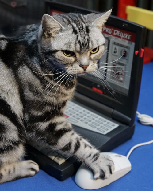 ¿Por qué a los gatos les gustan las computadoras?