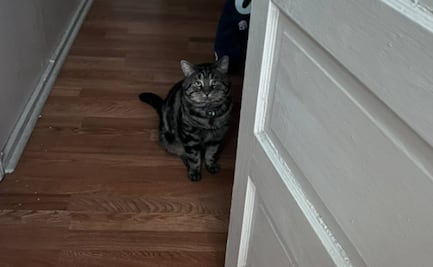 Adoptan a un gato "deprimido" llamado Fishtoper, tras volverse viral en Acción de Gracias en EU