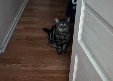 Adoptan a un gato "deprimido" llamado Fishtoper, tras volverse viral en Acción de Gracias en EU