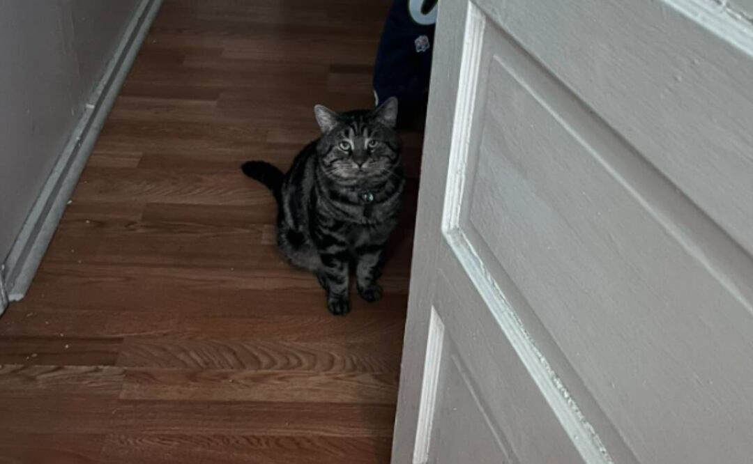 Fishtoper, luego de ser adoptado. Foto: Tomada de Fishtopher the Cat