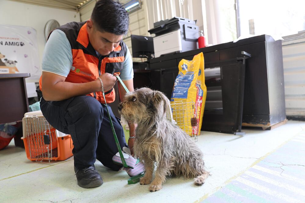 En el Centro de Transferencia Canina de la CDMX puedes pagar tus multas haciendo servicio comunitario. (Foto: Fernanda Zamora/ EL UNIVERSAL)