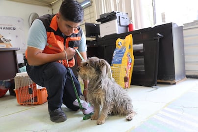 Así puedes pagar tus multas de tránsito mientras paseas perros rescatados