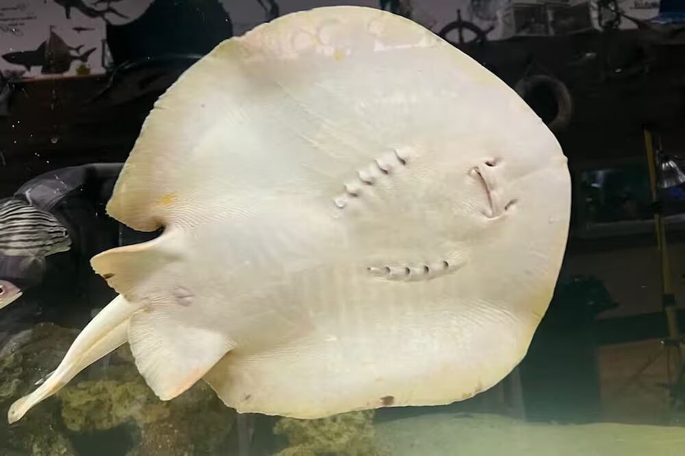 Tras un largo período en renovación, el acuario reabrió la semana pasada y “absolutamente todos los que llegaron quieren ver a la señorita Charlottex. Foto: AFP.