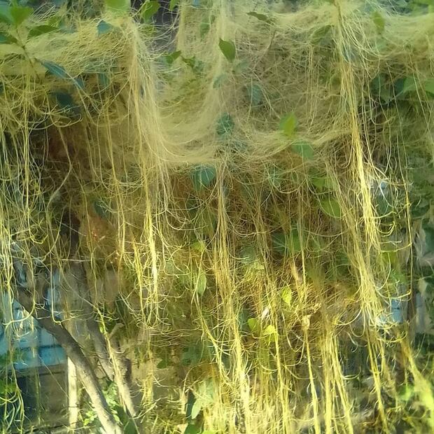 Beneficios del cabello de ángel. Fuente: Facebook @Los frutos de la tierra