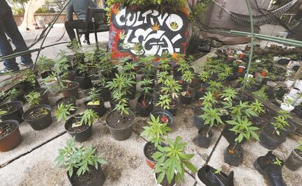 Comisiones del Senado analizarán minuta sobre legalización de la marihuana