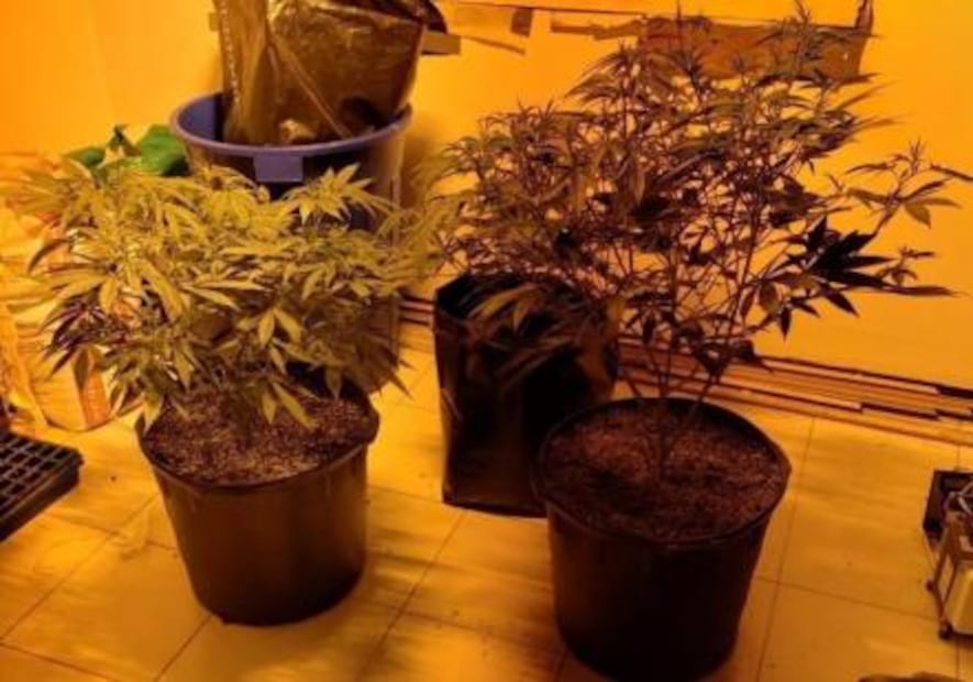 Desmantelan dos invernaderos de marihuana en predios de Monterrey