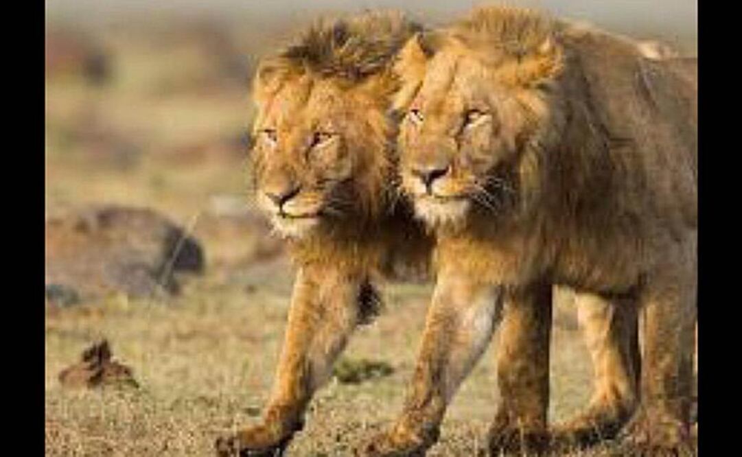 Walter James Palmer, un dentista estadounidense, fue acusado de haber cazado ilegalmente a Cecil (Foto: Tomada de Twitter @AdrianWindisch)