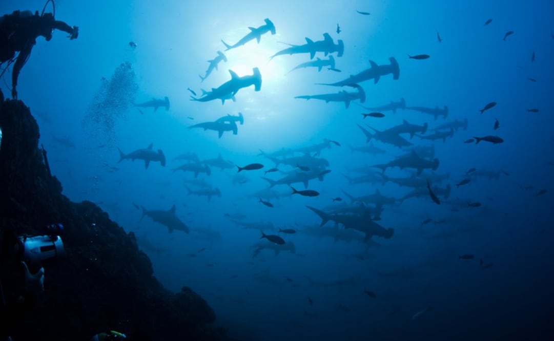 El Archipiélago de Revillagigedo, un pequeño grupo de islas en la cosa mexicana del Océano Pacífico, quedó inscrito en la Lista del Patrimonio Mundial Natural de la Organización de las Naciones Unidas para la Educación, la Ciencia y la Cultura (UNESCO) FOTO: TOMADA DE www.flickr.com/photos/semarnat