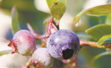 EU desecha caso contra arándano azul mexicano