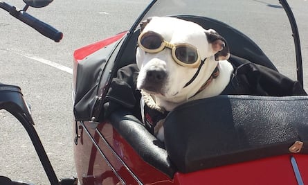 Perro motociclista roba corazones en la red por su estilo y glamour