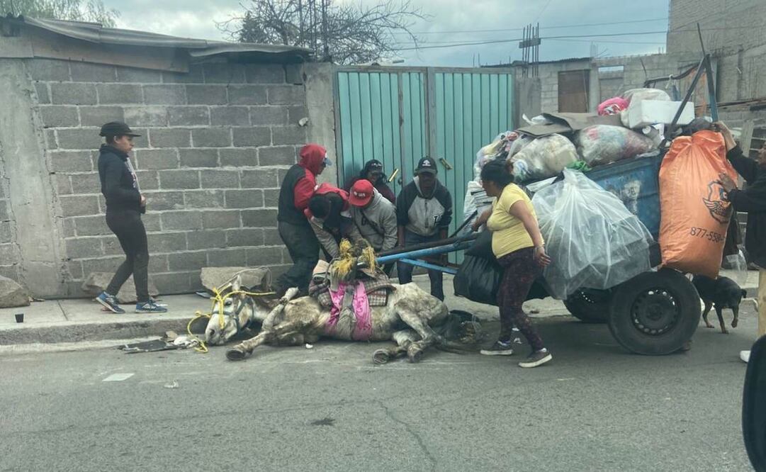 El caballo se desplomó debido al cansancio provocado por jalar una carretilla con basura en Los Reyes La Paz, Estado de México (14/01/2025). Foto: Especial