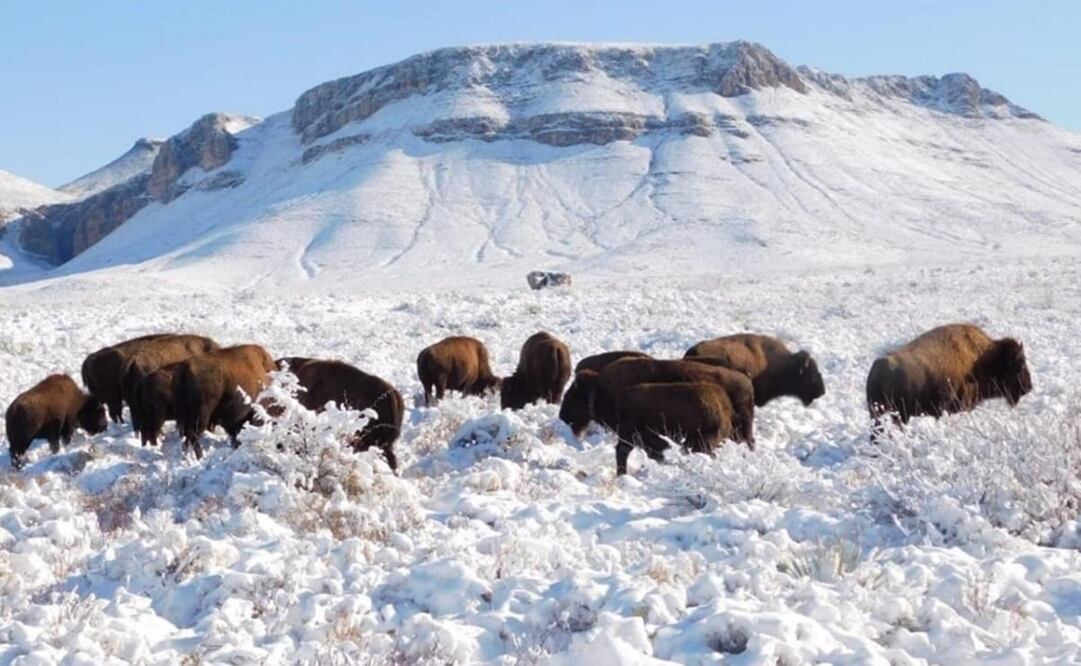 Bisontes en Maderas del Carmen, Coahuila. Foto: CEMEX