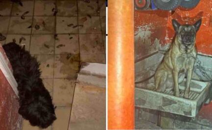 Fiscalía localiza cadáveres de perros en camioneta y rescata a otros dos en domicilio de la GAM