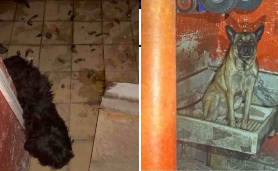 Fiscalía rescató a dos más con vida en un inmueble de la alcaldía Gustavo A. Madero, sin embargo, encontró a otros dos sin vida. Foto: Especial