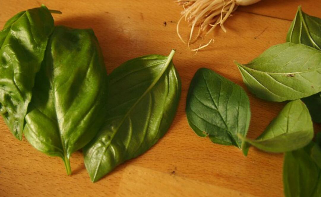 Albahaca y sus mútiples beneficios