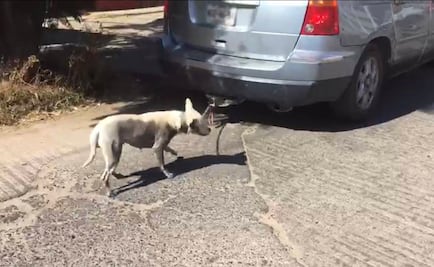 Captan en Oaxaca a automovilista que conduce con perro amarrado al auto