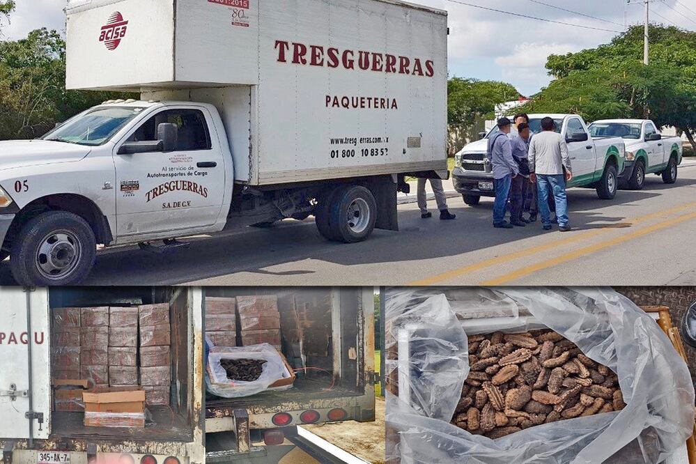 Asegura Conapesca 3,000 toneladas de pepino de mar y detiene a tres personas. (FOTO: Especial)