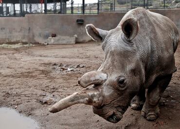 Extraerán óvulos a las dos últimas hembras de rinoceronte blanco del norte