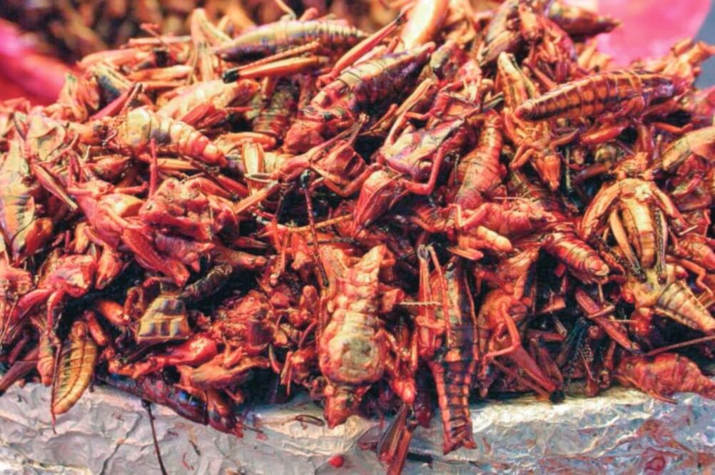 "Ya sabemos que, de la región en donde esta especie es considerada una plaga se pueden extraer 350 mil toneladas, con las que se podrían alimentar nueve millones de personas durante un año, con una ración de 25 gramos al día": investigador de la UNAM.