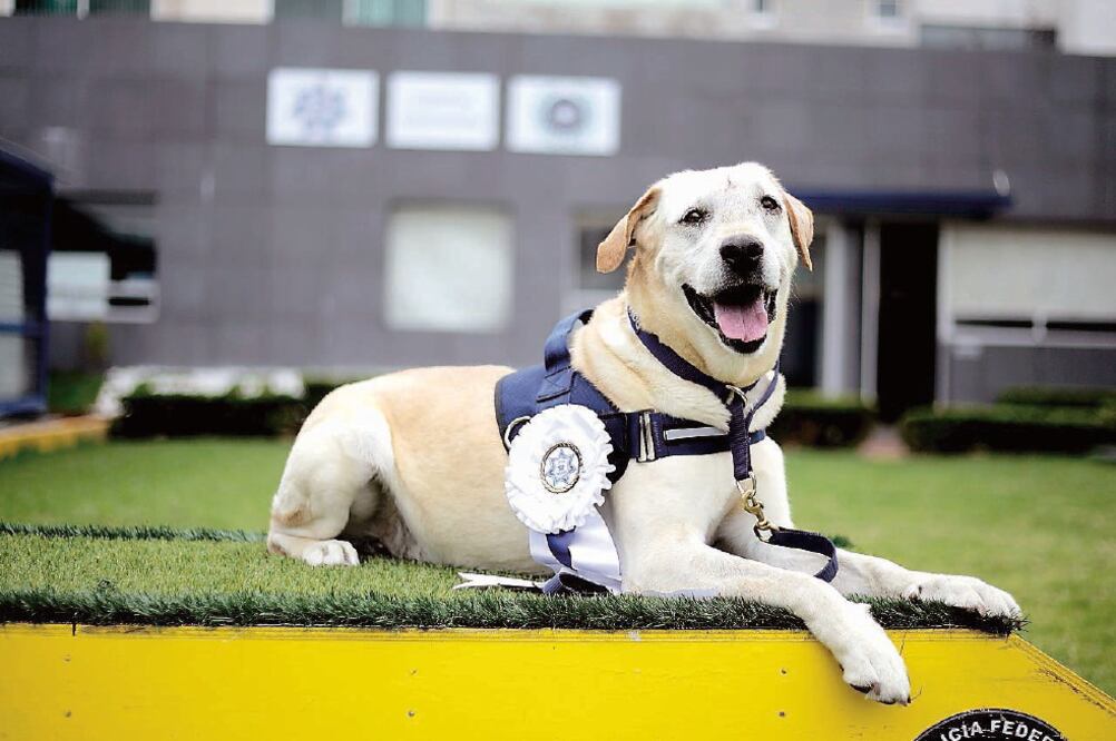A René , un experto en la detección de drogas, armas, papel moneda y objetos involucrados en delitos, lo venció un tumor irreversible (FOTOS: ESPECIAL)