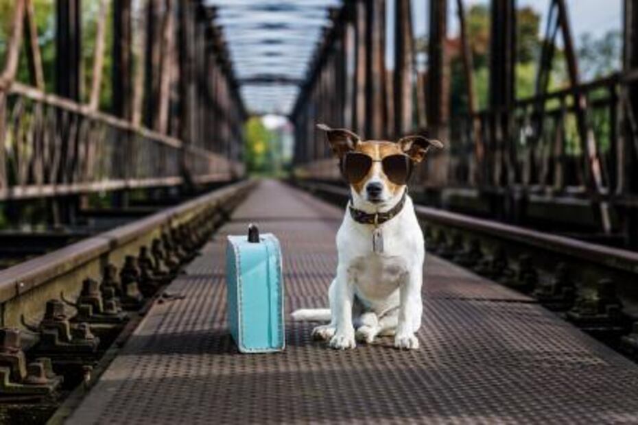 Los países con hoteles más pet friendly en el mundo