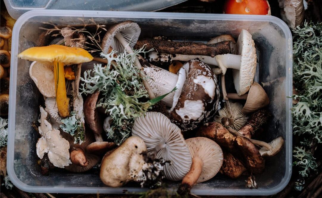 La temporada de lluvias empezó y con ello los hongos comienzan a crecer en México. Foto: Unsplash   