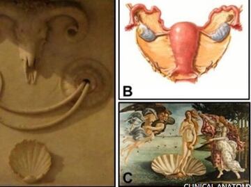 Miguel Ángel incluyó símbolos anatómicos femeninos en la Capilla Medici