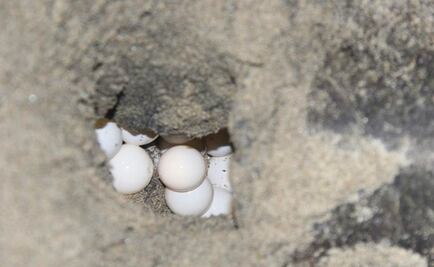 Dan formal prisión a saqueador de nidos de tortuga