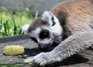 Veterinarios del Zoológico Zacango implementan plan de alimentación con hielo para proteger a animales del calor